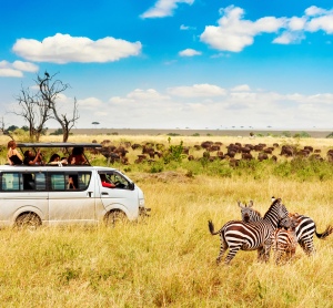 Safaribus in der Savanne neben Zebras, im Hintergrund eine große Büffelherde unter blauem Himmel.