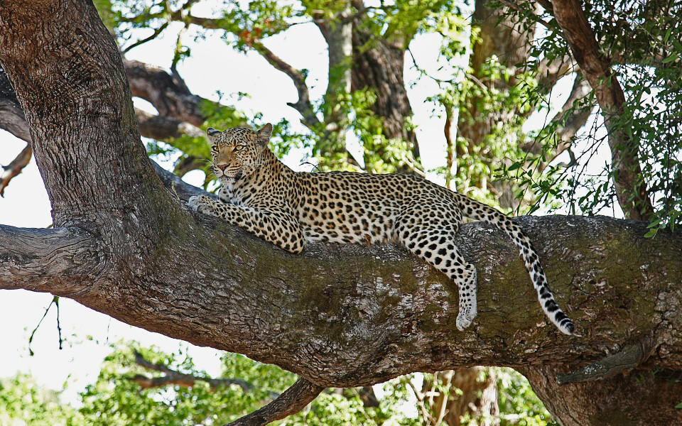 Ein Leopard liegt entspannt auf einem Baumast im Amboseli Nationalpark in Kenia.